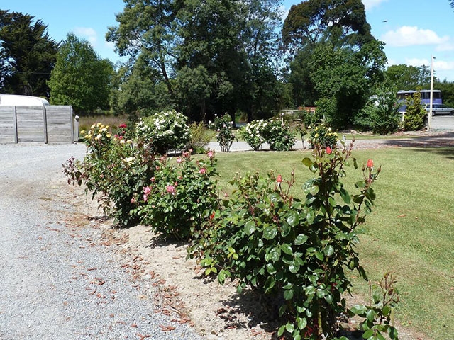 roses